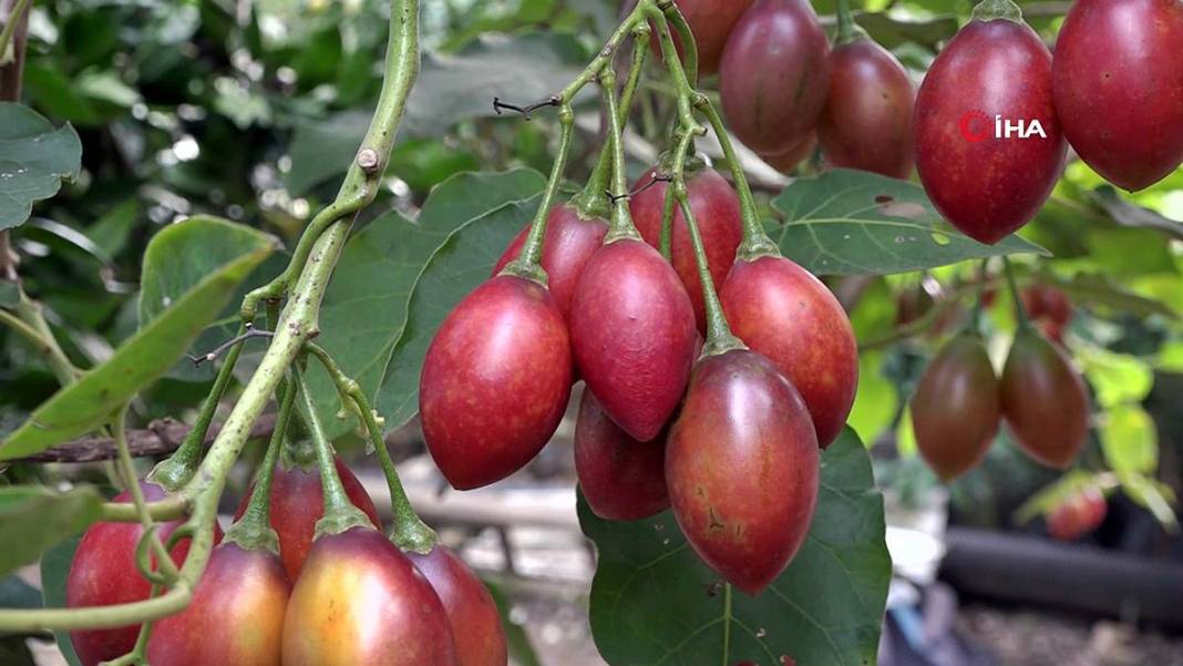 İlk kez görenler şaşkınlıkla izliyor: Bu domates ağaçtan toplanıyor! Yıllar önce o ülkeden getirdi, bu sezon bolluk yaşanıyor 15
